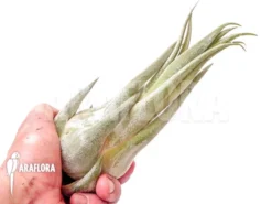 Tillandsia Seleriana -Green Haven Sales Store Tillandsia seleriana 3