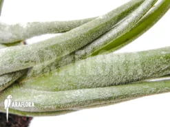 Tillandsia Seleriana -Green Haven Sales Store Tillandsia seleriana 4