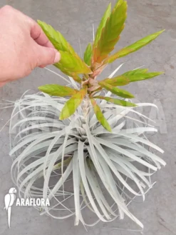 Tillandsia 'Silver Queen' -Green Haven Sales Store Tillandsia silver queen 3