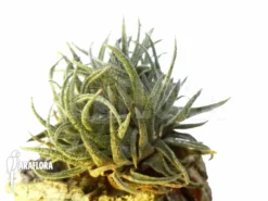 Tillandsia Sprengeliana