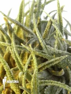 Green Haven Sales Store -Green Haven Sales Store Tillandsia sprengeliana 2