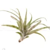 Tillandsia Vivipara 'L'