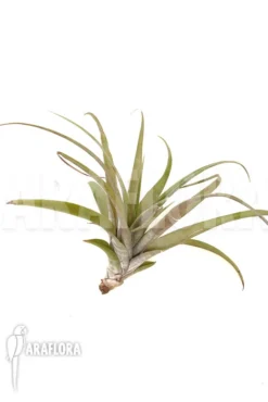 Tillandsia Vivipara 'L'
