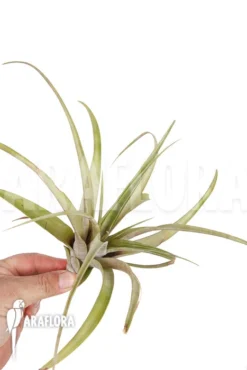 Tillandsia Vivipara 'L' -Green Haven Sales Store Tillandsia vivipara L 2