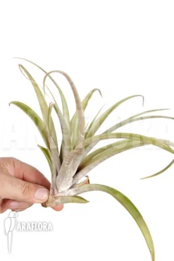 Tillandsia Vivipara 'L' -Green Haven Sales Store Tillandsia vivipara L 3