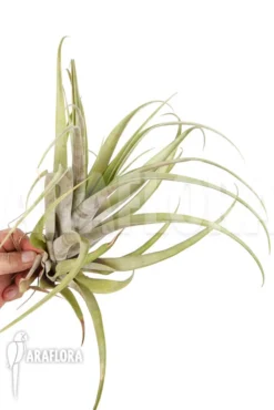 Tillandsia Vivipara 'XL'