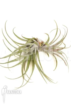 Tillandsia Vivipara 'XL' -Green Haven Sales Store Tillandsia vivipara XL 3