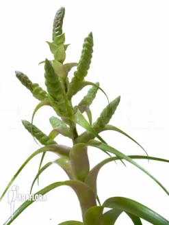 Tillandsia X Samantha -Green Haven Sales Store Tillandsia x Samantha 3