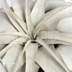 Tillandsia Xerographica