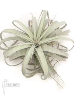 Tillandsia Xerographica XL