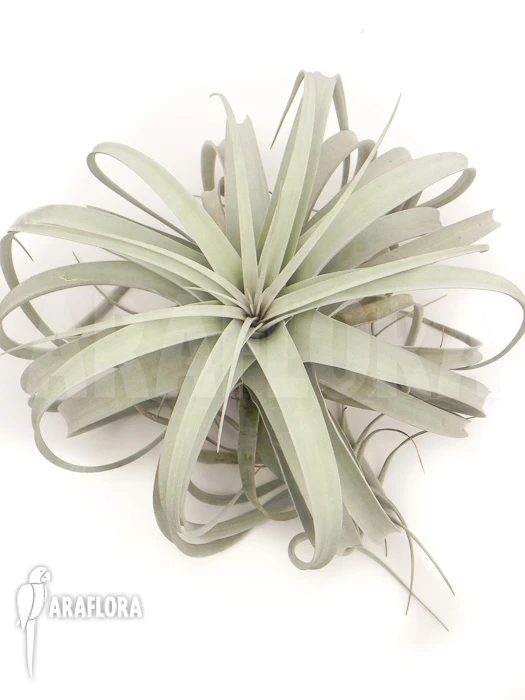 Tillandsia Xerographica XL 1 Tillandsia Xerographica XL