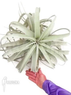 Tillandsia Xerographica XL 6 Tillandsia Xerographica XL -Green Haven Sales Store Tillandsia xerographica XL 3