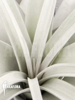 Tillandsia Xerographica XL 7 Tillandsia Xerographica XL -Green Haven Sales Store Tillandsia xerographica XL 4