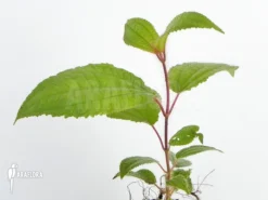 Tococa Guianensis -Green Haven Sales Store Tococa guianensis 3