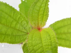 Tococa Guianensis -Green Haven Sales Store Tococa guianensis 4