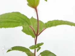 Tococa Guianensis -Green Haven Sales Store Tococa guianensis 5