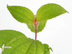 Tococa Guianensis -Green Haven Sales Store Tococa guianensis 6