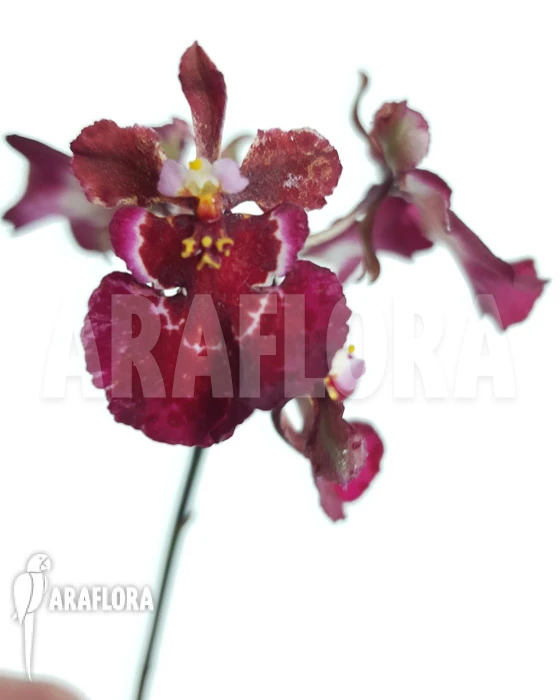 Orchid 'Tolumnia Hybrid' 1 Orchid 'Tolumnia Hybrid'