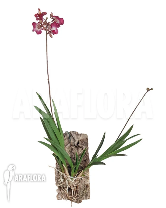 Orchid 'Tolumnia Hybrid' 4 Orchid 'Tolumnia Hybrid' - Image 4