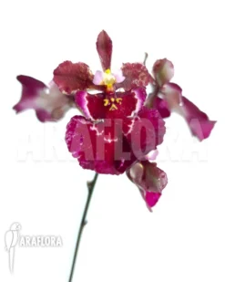 Orchid 'Tolumnia Hybrid' 6 Orchid 'Tolumnia Hybrid' -Green Haven Sales Store Tolumnia hybrid 3