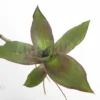Tradescantia Spathacea
