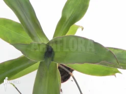 Tradescantia Spathacea 7 Tradescantia Spathacea -Green Haven Sales Store Tradescantia spathacea 3