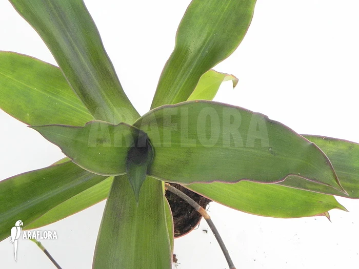 Tradescantia Spathacea 4 Tradescantia Spathacea - Image 4