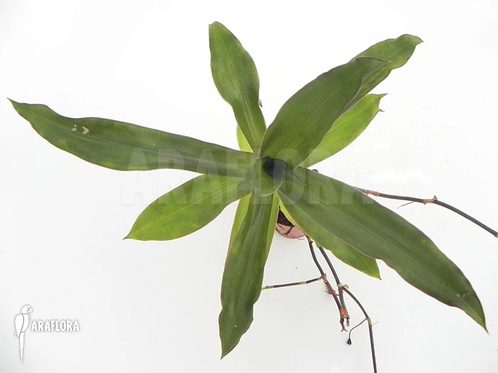 Tradescantia Spathacea 3 Tradescantia Spathacea - Image 3
