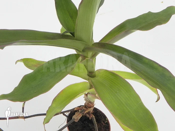 Tradescantia Spathacea 2 Tradescantia Spathacea - Image 2