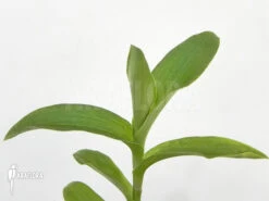 Tradescantia (species Brazil)