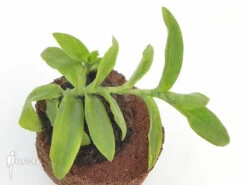 Tradescantia (species Brazil) -Green Haven Sales Store Tradescantia species Brazil 2
