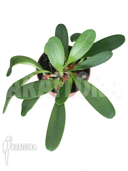 Orchid 'Tribulago Tribulorides' 1 Orchid 'Tribulago Tribulorides'