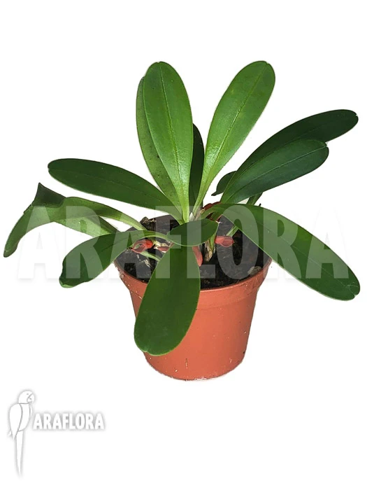 Orchid 'Tribulago Tribulorides' 2 Orchid 'Tribulago Tribulorides' - Image 2