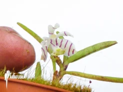 Orchid 'Trichoglottis Pusilla' -Green Haven Sales Store Trichoglottis pusilla 3
