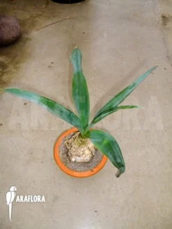 Urginea Altissima -Green Haven Sales Store Urginea altissima 3