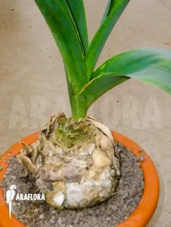 Urginea Altissima -Green Haven Sales Store Urginea altissima 4