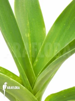 Green Haven Sales Store -Green Haven Sales Store Urginea altissima L 3