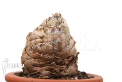 Urginea Altissima 'XL'