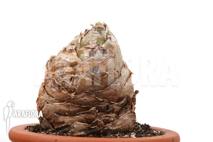 Urginea Altissima 'XL' 1 Urginea Altissima 'XL'