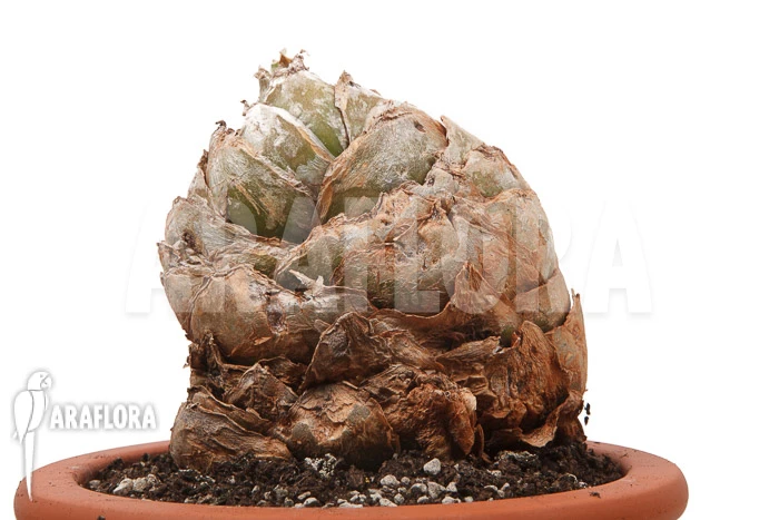 Urginea Altissima 'XL' 3 Urginea Altissima 'XL' - Image 3