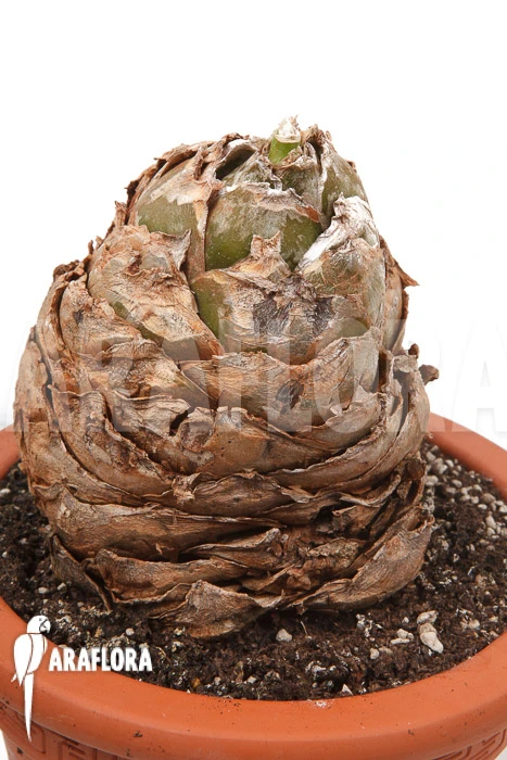 Urginea Altissima 'XL' 4 Urginea Altissima 'XL' - Image 4