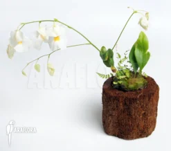 Bladderwort 'Utricularia Alpina 'Henry Piettier Giant'