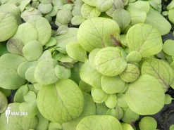 Bladderwort 'Utricularia Calycifida 'Gran Sabana' 8 Bladderwort 'Utricularia Calycifida 'Gran Sabana' -Green Haven Sales Store Utricularia calycifida 4