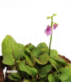 Bladderwort 'Utricularia Calycifida 'Gran Sabana'