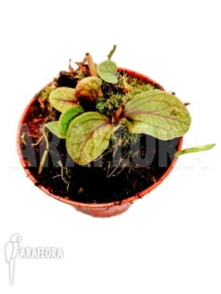 Bladderwort 'Utricularia Calycifida 'starter'