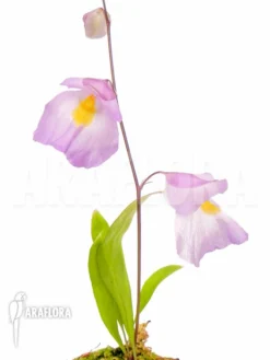 Bladderwort 'Utricularia Endresii'
