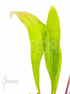 Bladderwort 'Utricularia Endresii' -Green Haven Sales Store Utricularia endresii 2