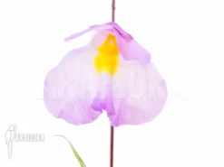 Bladderwort 'Utricularia Endresii' -Green Haven Sales Store Utricularia endresii 3