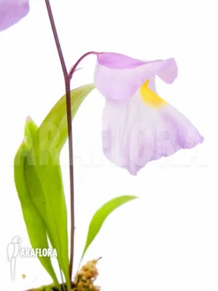 Bladderwort 'Utricularia Endresii' -Green Haven Sales Store Utricularia endresii 4