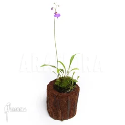 Bladderwort 'Utricularia Longifolia' -Green Haven Sales Store Utricularia longifolia 2
